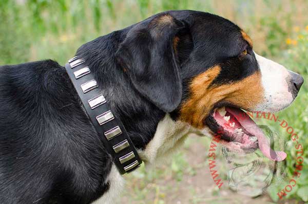 Studded Leather Swiss Mountain Dog Collar For Memorable Walking