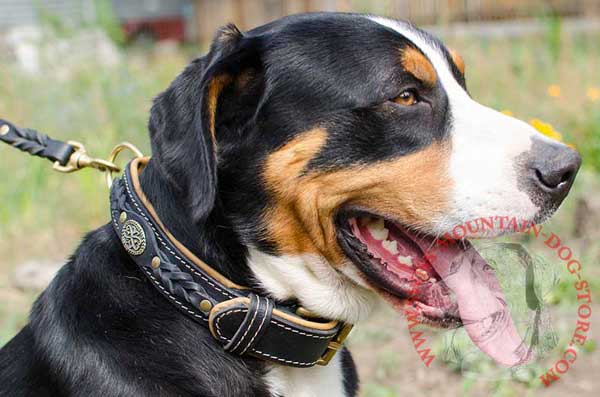 Designer Dog Collar Leather with Mixed Adornment for Swiss Mountain Dog