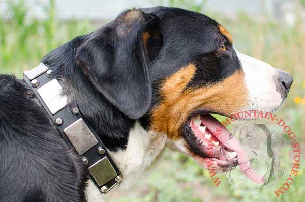Leather Dog Collar Designer Fabrication with Superb Fittings for Swiss Mountain Dog