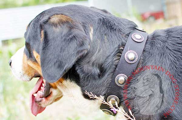 Dog Collar Nylon Decorated for Walks of Swiss Mountain Dog
