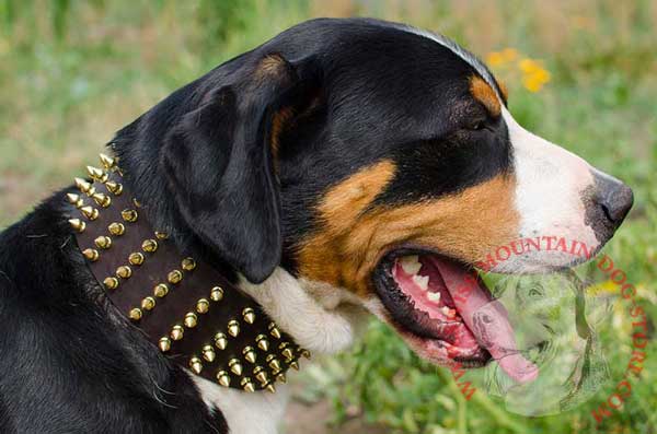 Extremely Wide Leather Swiss Mountain Dog Collar with 5 Rows of Spikes