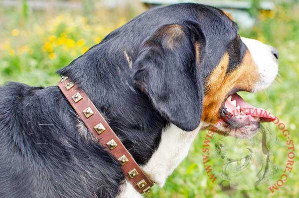 Put This Fashionable Leather Collar on Swiss Mountain Dog and Enjoy His Look