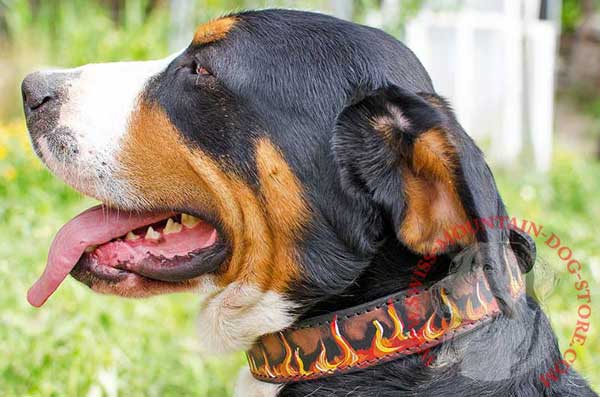 Leather Swiss Mountain Dog Collar Painted in 