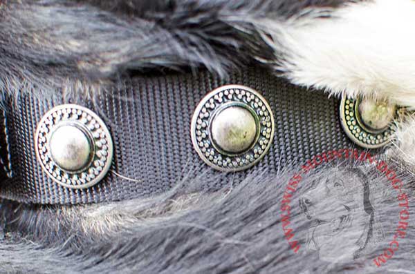 Fantastic Conchos Centered on Nylon Dog Collar