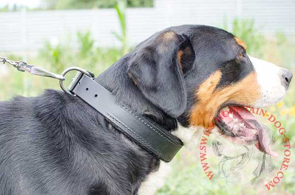 Leather Swiss Mountain Dog Collar Padded with Soft Felt