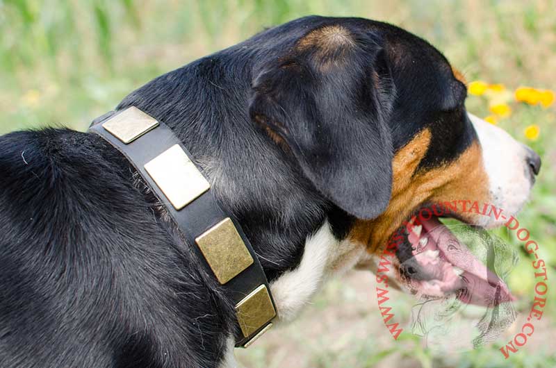 Royal Design Leather Swiss Mountain Dog Harness with Brass Studs [H11##1116  Leather harness with Y-shaped chest plate&studs] : Swiss Mountain Dog  Breed: Dog Harness, Muzzle, Collar, Leash, Dog Supplies