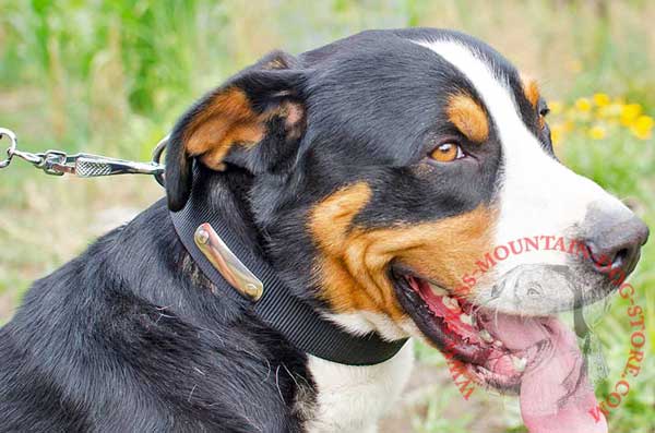 Nylon Swiss Mountain Dog Collar Equipped with Name Tag 