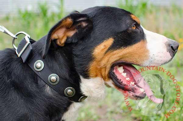 Nylon Dog Collar Adorned with Pretty Conchos for Walking Swiss Mountain Dog