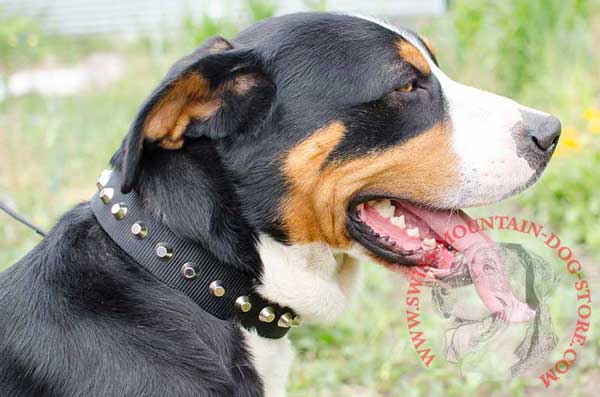 Elegant Nylon Dog Collar with Pyramids for Swiss Mountain Dog
