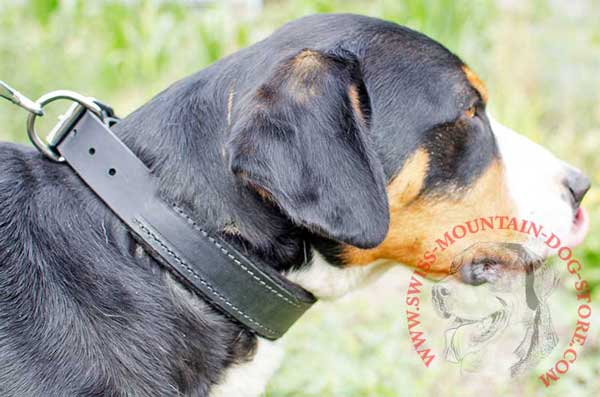 Training and Walking Dog Collar Leather for Swiss Mountain Dog