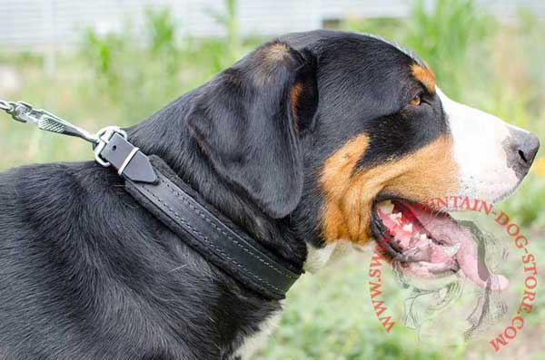 Padded Dog Collar Leather Well Suitable for Swiss Mountain Dog