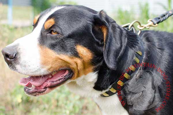 Leather Decorated Swiss Mountain Dog Collar with Plates for Walking
