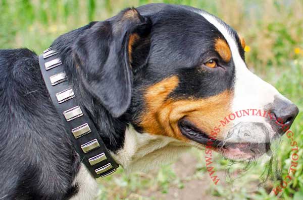 Plates Adorned Dog Collar Leather for Everyday Activities with Swiss Mountain Dog