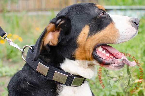 Plates Decorated Dog Collar Nylon for Swiss Mountain Dog