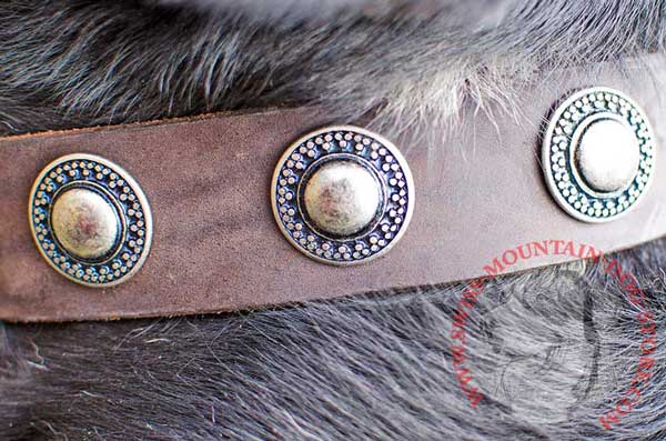 Outstanding Trendy Decoration - Gorgeous Conchos on Leather Dog Collar