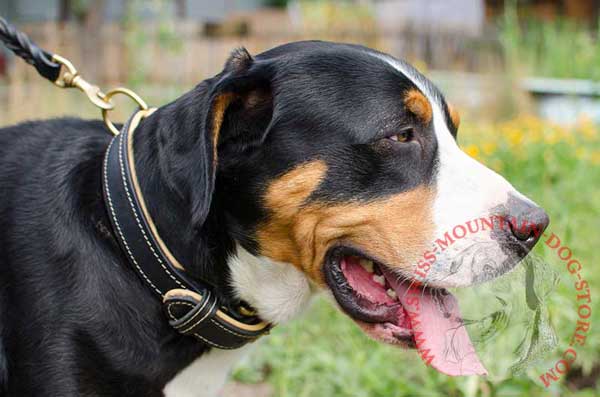 Comfortable Leather Swiss Mountain Dog Collar Meant for Everyday Wear