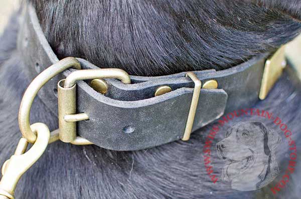 Brass D-ring Designed For Leash and Tags