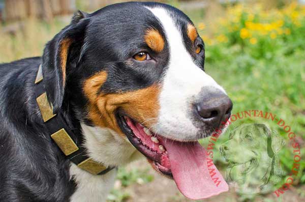 Studded Leather Swiss Mountain Dog Collar Extremely Fashionable