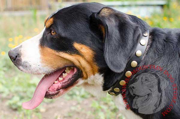 Beautifully Studded Leather Swiss Mountain Dog Collar for Showy Walks