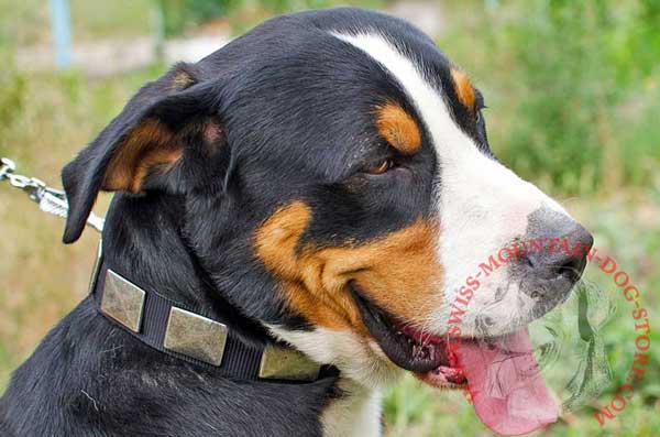 Designer Swiss Mountain Dog Collar Adorned with Vintage Plates