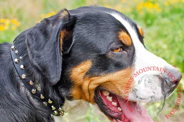 Dog Collar Leather with Unique Design for Your Swiss Mountain Dog
