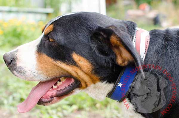 Leather Swiss Mountain Dog Collar Painted in USA Flag