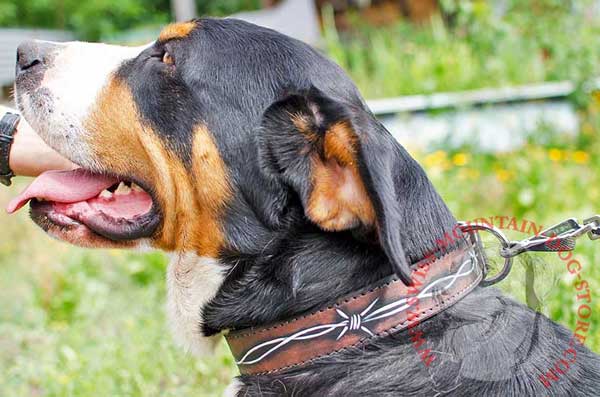 Stylish Walking Dog Collar Made of Leather for Your Swiss Mountain Dog 