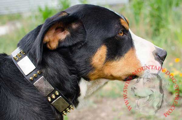 Leather War-Like Swiss Mountain Dog Collar Destined for Walking 