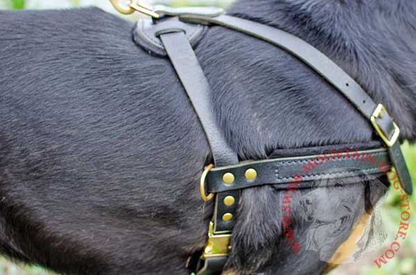 Brass Rivets for Better Durability of Leather Swiss Mountain Dog Harness
