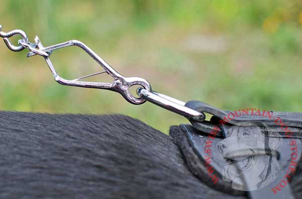 Nickel D-ring for Leash Control Over Your Swiss Mountain Dog