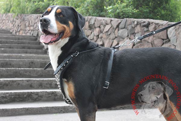 Studded Leather Swiss Mountain Dog Harness