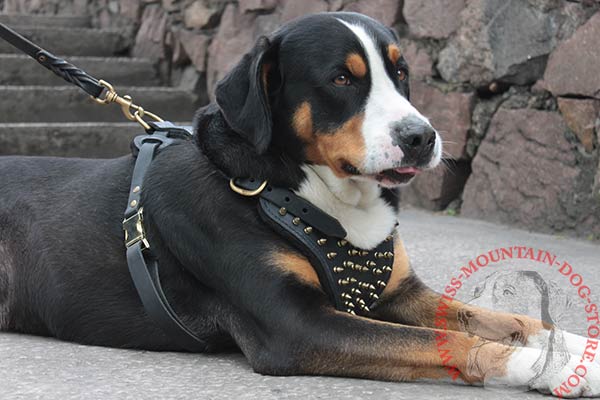 Spiked Leather Swiss Mountain Dog Harness