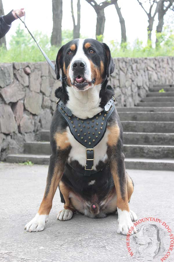 Swiss Mountain Dog Harness for Walking in Style