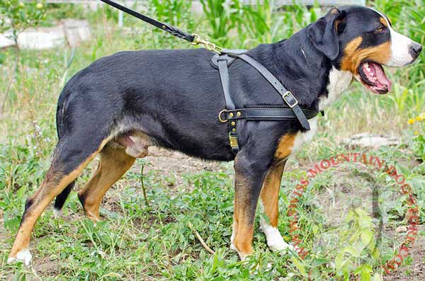 Swiss Mountain Dog Pulling Leather Harness with Side D-rings