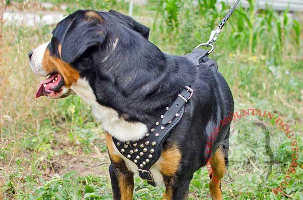 Leather Swiss Mountain Dog Harness with Solid Nickel Fittings