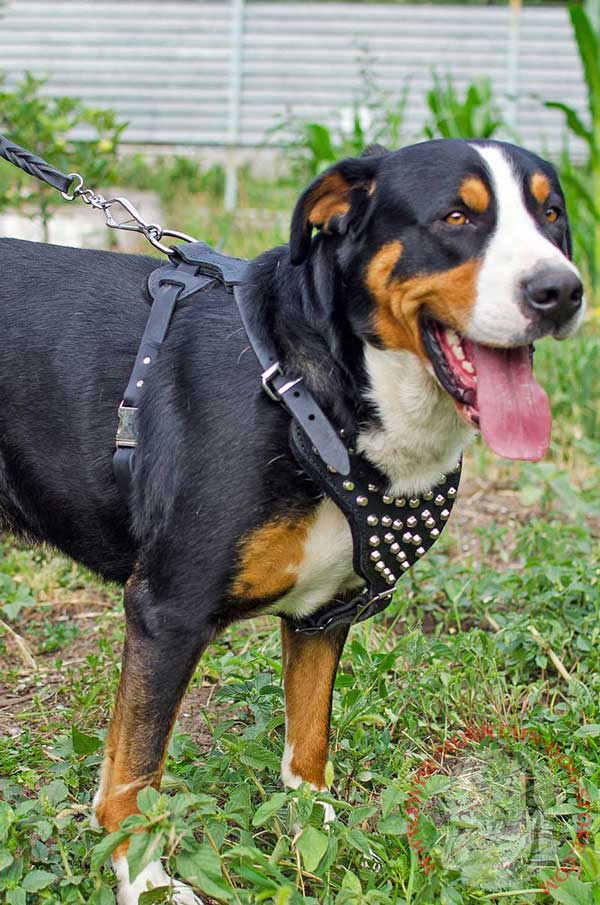 Swiss Mountain Dog Harness Leather for Glamorous Walking
