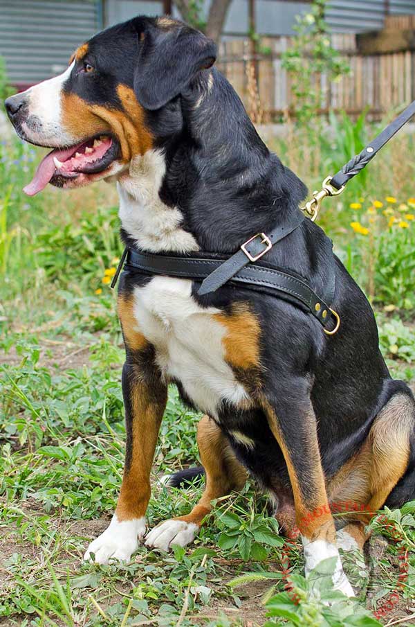 Leather Harness for Swiss Mountain Dog Easy Adjustment