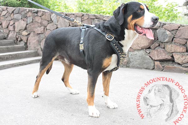 Stylish Leather Swiss Mountain Dog Harness