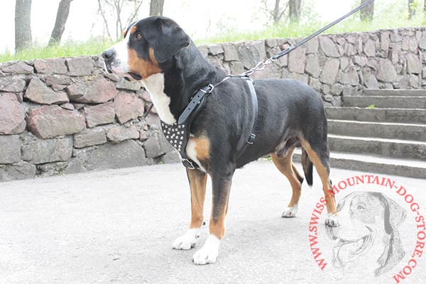 Decorated with Studs Swiss Mountain Dog Harness