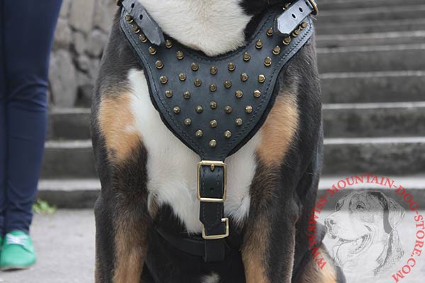 Spiked Leather Swiss Mountain Dog Harness