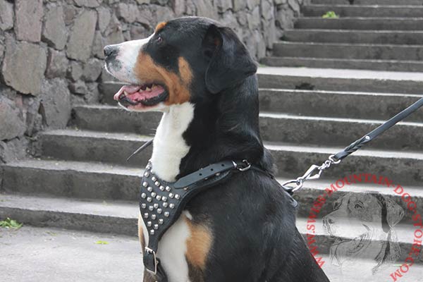 Leather Swiss Mountain Dog Harness with Studded Chest Plate