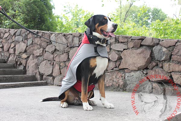 Swiss Mountain Dog Harness for Comfortable Walks