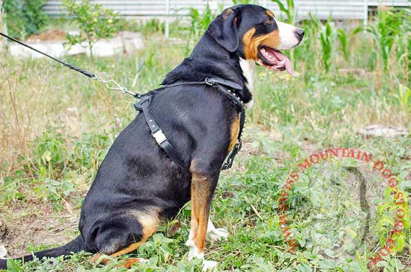 Easy-to-adjust Swiss Mountain Dog Leather Harness with Firm Buckle