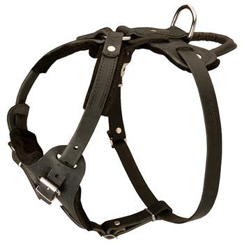 Leather Dog Harness for Swiss Mountain Dog Off Leash Training