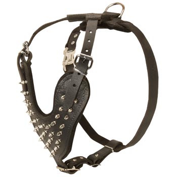 Spiked Leather Harness for Swiss Mountain Dog Walking
