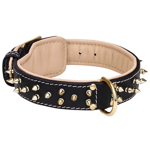 Royal Leather Swiss Mountain Dog Collar Spiked Padded with Nappa Leather  [C447#1116 Leather Collar with Brass Spikes] : Swiss Mountain Dog Breed: Dog  Harness, Muzzle, Collar, Leash, Dog Supplies