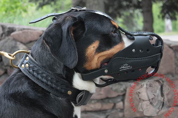 Pro Training Muzzle for Swiss Mountain Dog