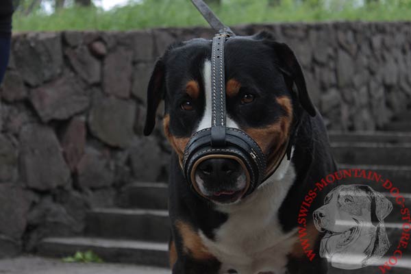 Anti-barking Muzzle for Swiss Mountain Dog