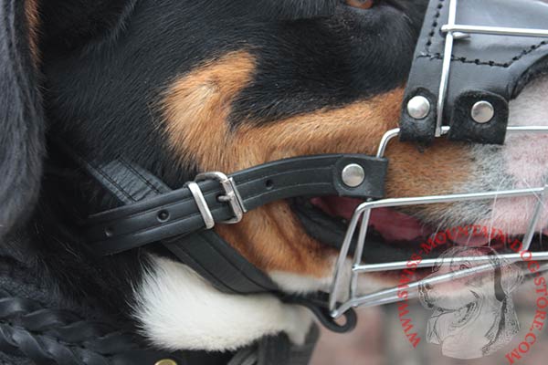 Swiss Mountain Dog Muzzle with Nickel Plated Fittings