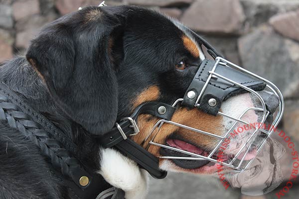 Swiss Mountain Dog Muzzle Made From Dog Safe Materials